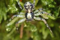 Xysticus