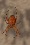 Araneus diadematus