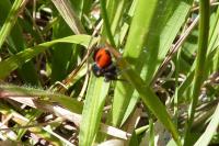 Philaeus chrysops