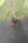 Philaeus chrysops