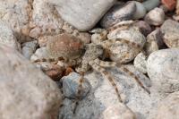 Arctosa