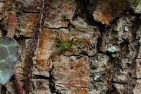 Diaea dorsata