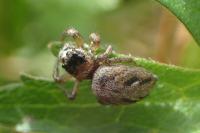 Evarcha arcuata