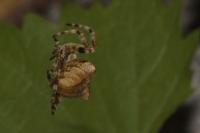 Araneus angulatus