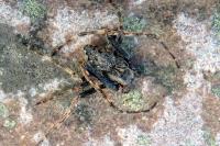Nuctenea umbratica