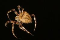 Araneus angulatus