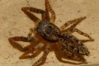 Marpissa muscosa