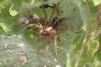 Agelena labyrinthica