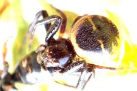 Synema globosum