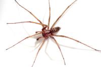 Eratigena