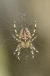 Araneus diadematus