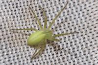 Micrommata virescens