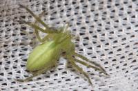 Micrommata virescens