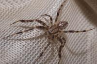 Araneus diadematus