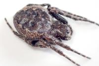 Nuctenea umbratica