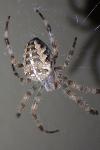 Araneus diadematus