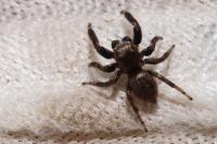 Evarcha arcuata