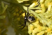 Synema globosum
