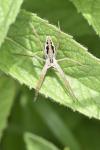 Pisaura mirabilis