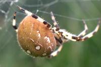Araneus quadratus