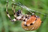 Araneus quadratus