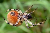 Araneus quadratus
