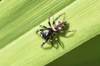 Salticus scenicus