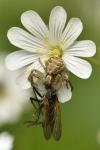 Xysticus