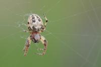 Larinioides cornutus