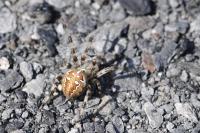 Araneus quadratus