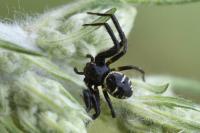 Synema globosum