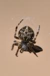 Agalenatea redii