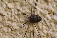 Dicranopalpus ramosus