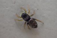 Heliophanus