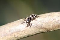 Salticus scenicus