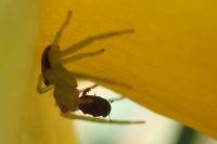 Diaea dorsata