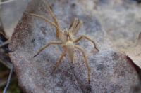 Pisaura mirabilis