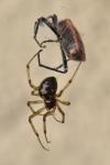 Steatoda triangulosa