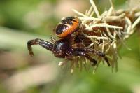 Synema globosum