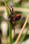 Synema globosum