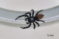 Carrhotus xanthogramma