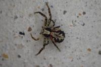 Xysticus