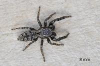 Marpissa muscosa