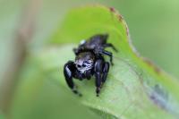 Evarcha arcuata