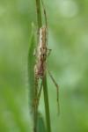 Tetragnatha