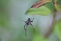 Agalenatea redii