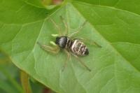 Heliophanus tribulosus