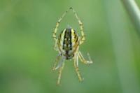Mangora acalypha