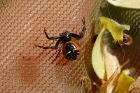 Synema globosum