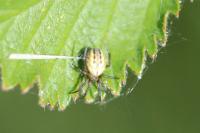 Mangora acalypha